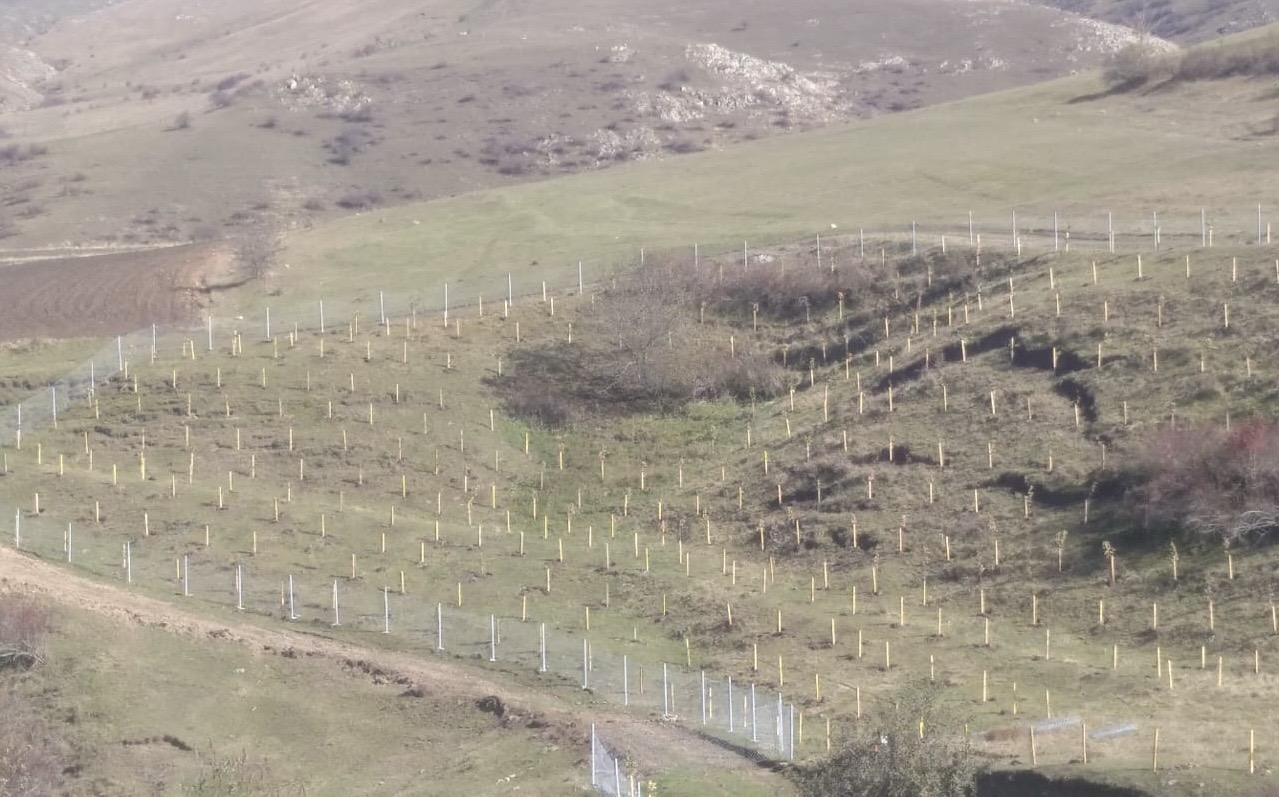 Diaspor sədri Prezidentin çağırışına qoşuldu   - Foto/Video