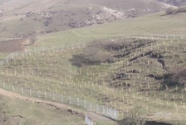 Diaspor sədri Prezidentin çağırışına qoşuldu   - Foto/Video