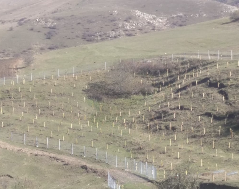 Diaspor sədri Prezidentin çağırışına qoşuldu   - Foto/Video